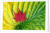 Japanese Maple Leaf on a Hosta Leaf by Anonymous