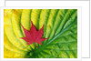 Japanese Maple Leaf on a Hosta Leaf by Anonymous