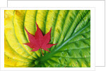 Japanese Maple Leaf on a Hosta Leaf by Anonymous