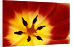 Red and Yellow Tulip Close-Up by Anonymous