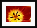 Red and Yellow Tulip Close-Up by Anonymous