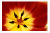Red and Yellow Tulip Close-Up by Anonymous