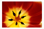 Red and Yellow Tulip Close-Up by Anonymous
