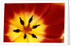 Red and Yellow Tulip Close-Up by Anonymous