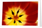 Red and Yellow Tulip Close-Up by Anonymous