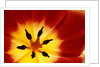 Red and Yellow Tulip Close-Up by Anonymous