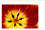 Red and Yellow Tulip Close-Up by Anonymous