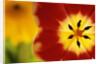 Red and Yellow Tulip Close-Up by Anonymous