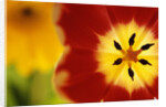 Red and Yellow Tulip Close-Up by Anonymous