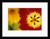 Red and Yellow Tulip Close-Up by Anonymous