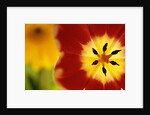 Red and Yellow Tulip Close-Up by Anonymous