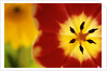 Red and Yellow Tulip Close-Up by Anonymous