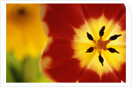Red and Yellow Tulip Close-Up by Anonymous