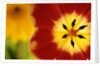 Red and Yellow Tulip Close-Up by Anonymous