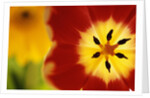 Red and Yellow Tulip Close-Up by Anonymous