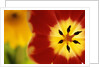Red and Yellow Tulip Close-Up by Anonymous
