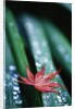 Dew Drops on Japanese Maple Leaf by Anonymous