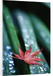 Dew Drops on Japanese Maple Leaf by Anonymous