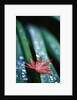 Dew Drops on Japanese Maple Leaf by Anonymous