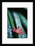 Dew Drops on Japanese Maple Leaf by Anonymous