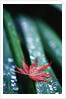 Dew Drops on Japanese Maple Leaf by Anonymous