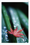 Dew Drops on Japanese Maple Leaf by Anonymous