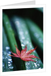 Dew Drops on Japanese Maple Leaf by Anonymous