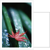 Dew Drops on Japanese Maple Leaf by Anonymous