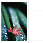 Dew Drops on Japanese Maple Leaf by Anonymous