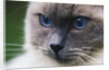 Ragdoll Cat with Bright Blue Eyes by Anonymous