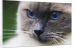Ragdoll Cat with Bright Blue Eyes by Anonymous