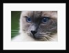 Ragdoll Cat with Bright Blue Eyes by Anonymous