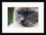 Ragdoll Cat with Bright Blue Eyes by Anonymous