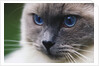 Ragdoll Cat with Bright Blue Eyes by Anonymous