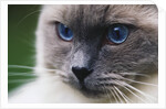 Ragdoll Cat with Bright Blue Eyes by Anonymous