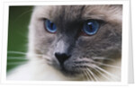 Ragdoll Cat with Bright Blue Eyes by Anonymous