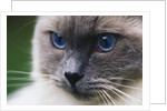 Ragdoll Cat with Bright Blue Eyes by Anonymous