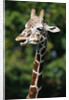 Reticulated Giraffe at Detroit Zoo by Anonymous