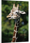Reticulated Giraffe at Detroit Zoo by Anonymous