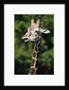 Reticulated Giraffe at Detroit Zoo by Anonymous