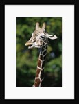 Reticulated Giraffe at Detroit Zoo by Anonymous