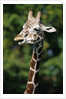 Reticulated Giraffe at Detroit Zoo by Anonymous
