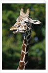 Reticulated Giraffe at Detroit Zoo by Anonymous