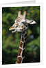 Reticulated Giraffe at Detroit Zoo by Anonymous