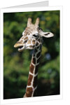 Reticulated Giraffe at Detroit Zoo by Anonymous