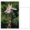 Reticulated Giraffe at Detroit Zoo by Anonymous