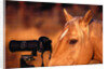 Horse Peering through Camera by Anonymous