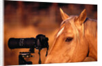 Horse Peering through Camera by Anonymous