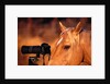 Horse Peering through Camera by Anonymous