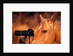 Horse Peering through Camera by Anonymous